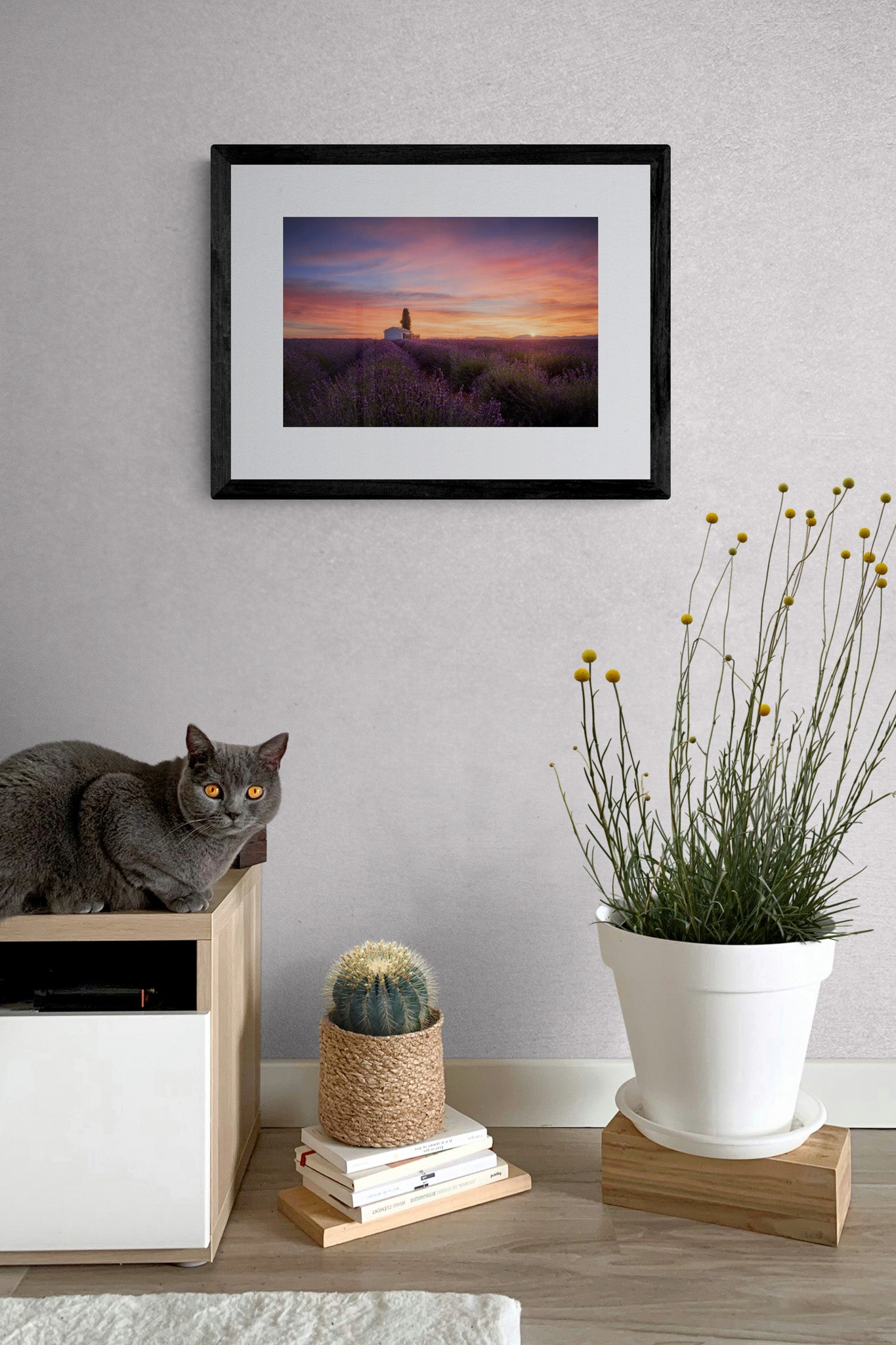 Image Title: A provencal cliche Photographer: Marcus Danz Location: Valensole, France Image description: In the French Provence a spectacular sunrise unfolds over Valensole‘s lush lavender fields. High quality Fine Art print up to 36 inch / around 90 centimeters on Hahnemühle paper available. Small variant in living room.