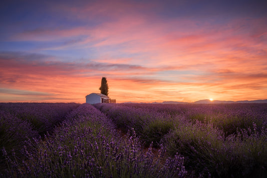 Image Title: A provencal cliche Photographer: Marcus Danz Location: Valensole, France Image description: In the French Provence a spectacular sunrise unfolds over Valensole‘s lush lavender fields. High quality Fine Art print up to 36 inch / around 90 centimeters on Hahnemühle paper available.