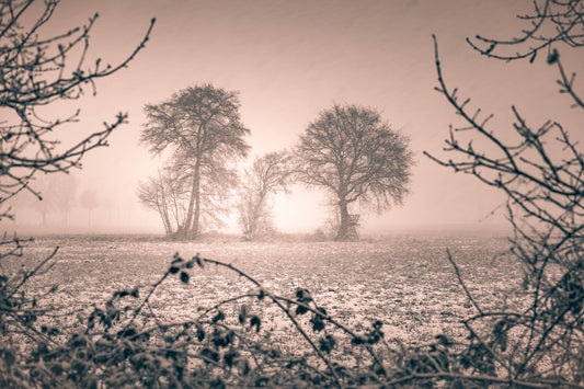 Image Title: Winter is coming Photographer: Marcus Danz Location: Olfen, Germany Image description: The unexpected onset of the first snowfall in the winter of 2017/18 provides this group of trees in near the town of Olfen with a special light atmosphere. High quality Fine Art print up to 36 inch / around 90 centimeters on Hahnemühle paper available.